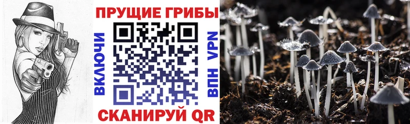Купить  Торжок  Галлюциногенные грибы Magic Shrooms 